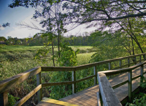 boardwalk at rattray marsh