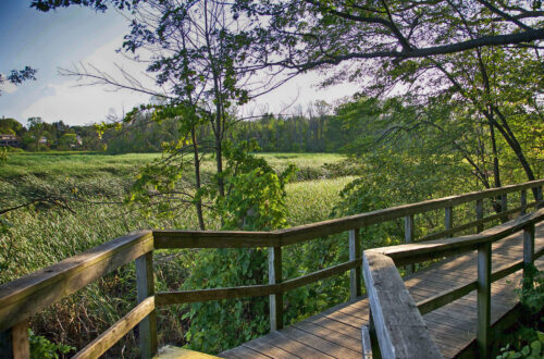 boardwalk at rattray marsh